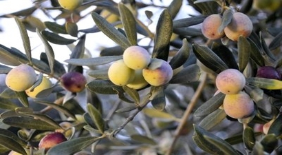 Zeytinde Halkalı Leke Mücadelesi