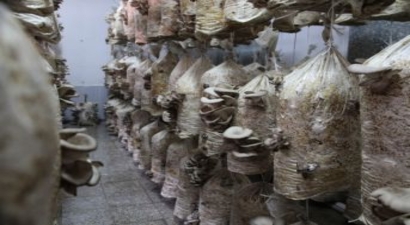 Organik Kayın Mantarı Geçim Kaynağı Oldu