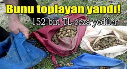 O tohumu topladılar 152 bin TL ceza yediler!