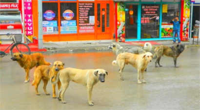 Osmancık`ta Sokak Köpekleri Korkutuyor