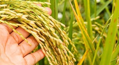 Aşırı yağışlar çeltik ekimini geciktirdi