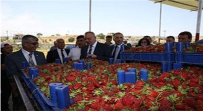 Köprübaşında Çilek Üreticisinin Yüzü Gülüyor