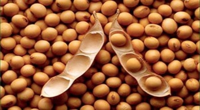Soya Fasulyesi Ekimi Başladı