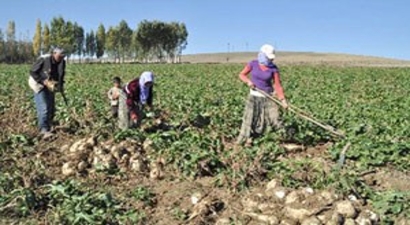 Tarım İşçilerinin Dramı