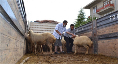Kulu`da Hibe Olarak 47 Koç Dağıtıldı