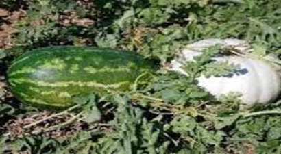 Karpuzda `Kabak Aşısı` Sorunu Yaşanıyor