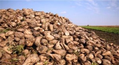 Babaeski`de Pancar Avans Ödemeleri Başladı