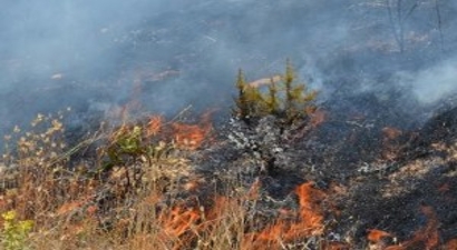 Bitlis`te orman yangını