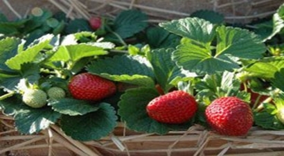 Organik Çilek Suyunu `Güneş`ten Alıyor