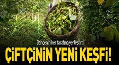 Fındığını müzik ile koruyor!