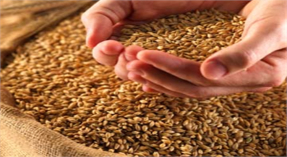 Arpa ve Buğday`da Alımlar Başladı
