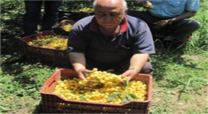 Beyaz Kirazın Hasadı Başlıyor