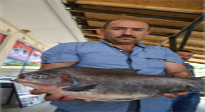 İznik Gölü`nde 2.5 Kiloluk Pirana Ağlara Takıldı