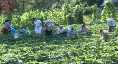 Karadenizli Fındık Üreticileri `Çilek` de Yetiştiriyor