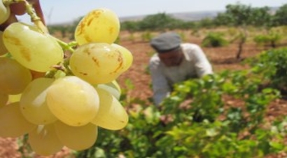 Manisa`da Üzüm Hasadı Başladı