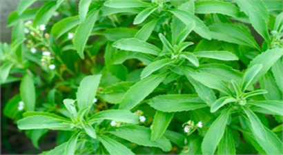 Stevia Bitkisi Gelecekte Şekerin Yerini Alacak