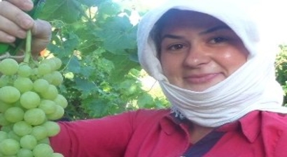 Yılın İlk Üzüm Hasadı Yapıldı