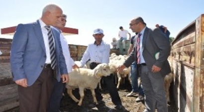 Yozgat`ta Besicilere Damızlık Koç Dağıtımı Yapıldı