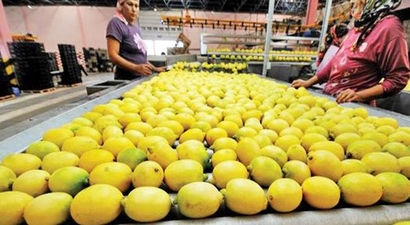 Zam Şampiyonu Limon