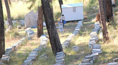 Muğla`da Arı Konaklama Projesi