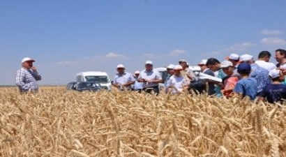 Altıntaş`ta Tarla Günü