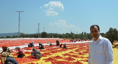 Avrupa`nın Domatesi Torbalı`da