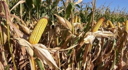 Aydın`da 3 Bin 599 Çiftçiye 5,6 Milyon Mısır Primi Ödenecek
