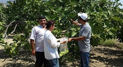 Aydın`da İncir Bahçelerinde Pestisit Kontrolü Yapıldı