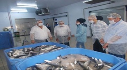 TİKA`dan Azerbaycan`a Tarım Ve Hayvancılık.