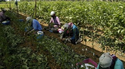 Bandırma`dan yılda 500 bin ceviz fidanı ihraç ediliyor