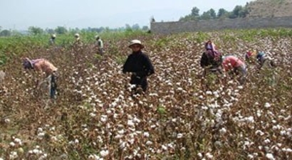 Beyaz Altın`In Ekim Alanları Daraldı, İthalatı Arttı