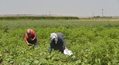 Bismil`deki Bostanda Dayanışmanın Ağları Örülüyor