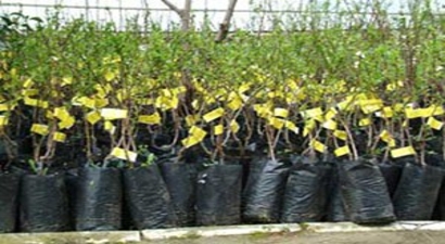 Erdemli`de Sertifikalı Fidan Satışına Başlandı