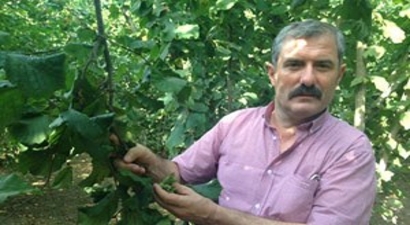 Fındıkta Rekolte Düşük: Piyasaya Az Fındık İndirin, Emanete Ürün Vermeyin