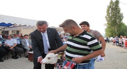 Hisarcık`ta `en Güzel Buzağı` Yarışması