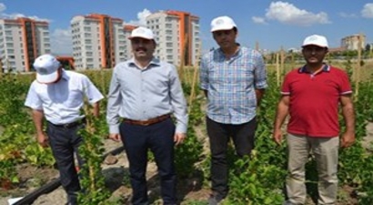 Kayseri`de 430 Fasulye Çeşidinin Denemesi Yapılıyor