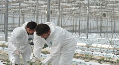 Kayseri Şeker`de Topraksız Tarım Seracılığı Kış Fide Dikimleri Yapıldı