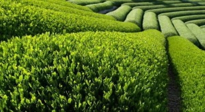Rize`de Kelebek İstilası Çay Üreticilerini Tedirgin Etti