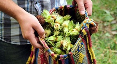 Kısmi Fındık Hasadı Başladı