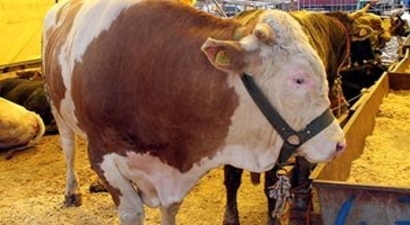 Kurban Bayramı`na Doğru