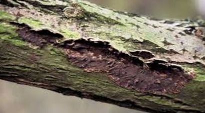 Tillo`da Meyve Ağaçlarında Hastalık Kontrolü Yapıldı