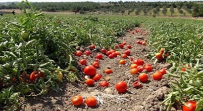 Salçalık domates üreticisi yine mağdur oldu