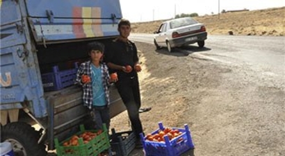 Siverekli Çiftçi, Ürününü Tarla Başında Satıyor