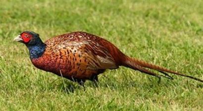 Uşak`ta 200 Sülün Doğaya Salındı
