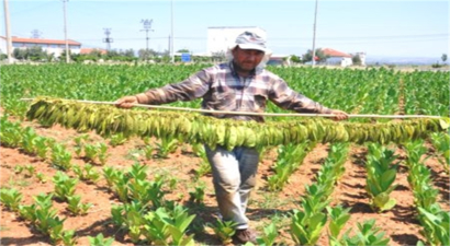 İlk Tütünler Başladı