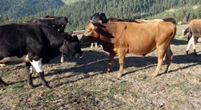 Ayı, Kurbanlık Danayı Parçaladı