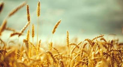Buğdayda Sadece Üretim Değil, Verim Rekoru da Kırıldı
