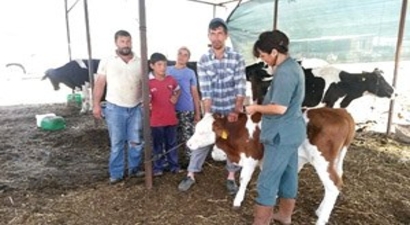 Dalaman`da Şap Aşılaması Yapılıyor
