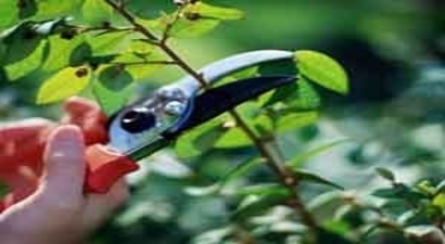 Yağlıdere`de Fındık Üreticilerine Budama Eğitimi Verildi