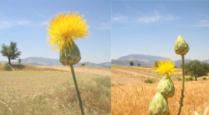 Muğla`nın Endemik Türleri Korunacak